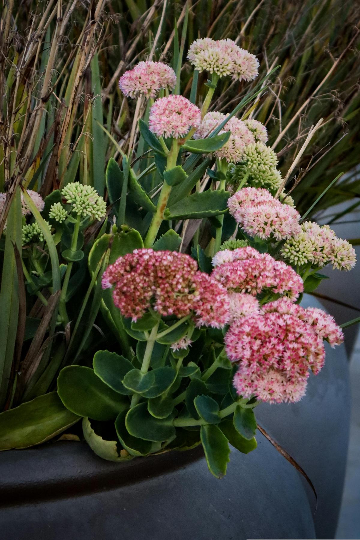 Kokias gėles sodinti kapinėse, kad žydėtų visą vasarą / nuotrauka pexels.com