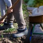 2025 m. rugsėjo mėnesio sėjos kalendorius: ką daryti sode ir darže 2025 m. rugsėjo mėnesio sėjos kalendorius: ką daryti sode ir