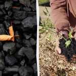 4 netikėti būdai, kaip sode naudoti medžio anglį