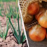 7 skaniausios ir derlingiausios žieminių svogūnų veislės: juos rinksite maišais 7 skaniausios ir derlingiausios žieminių svogūnų veislės: juos rinksite maišais