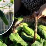 Agurkų krūmai atgyja: penkiaženklė priemonė vaisiams pratęsti iki šalnų Agurkų krūmai atgyja: penkiaženklė priemonė vaisiams pratęsti iki šalnų