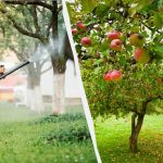 Amarai daugiau niekada nelies obelų: veiksmingas dviejų komponentų sprendimas