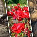 Apsauga per porą valandų: paprastas "kvėpuojantis" būdas uždengti rožes žiemai Apsauga per porą valandų: paprastas „kvėpuojantis” būdas uždengti rožes žiemai