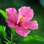 Ar būtina žiemai genėti hibiskus: sodininkai patarė, kaip tai geriausia daryti Ar būtina žiemai genėti hibiskus: sodininkai patarė, kaip tai geriausia