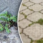 Be chemikalų ir nereikalingų pastangų: kaip per kelias minutes atsikratyti