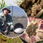 Česnakai augs kaip ant mielių: kaip rudenį paruošti lysves Česnakai augs kaip ant mielių: kaip rudenį paruošti lysves