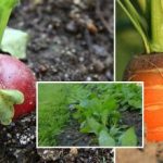 Daržas rugsėjį: ką sėti, kad žiemą būtų galima mėgautis žalumynais ir daržovėmis Daržas rugsėjį: ką sėti, kad žiemą būtų galima mėgautis žalumynais