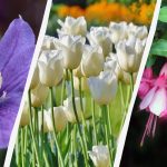 Ekspertas įvardija 7 augalus, kuriuos šį rudenį verta sodinti sode