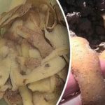 Geriausias būdas pasigaminti trąšų iš bulvių lupenų Geriausias būdas pasigaminti trąšų iš bulvių lupenų