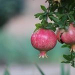 Granatmedį galima auginti namuose: ekspertai papasakojo, kaip tiksliai. Granatmedį galima auginti namuose: ekspertai papasakojo, kaip tiksliai.