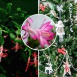 Gruodžiai žydės Kalėdų dieną: paslaptis slypi ne maitinime, o temperatūroje Gruodžiai žydės Kalėdų dieną: paslaptis slypi ne maitinime, o temperatūroje