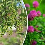 Ir jums nereikia orų prognozės: kokie augalai prognozuoja lietų Ir jums nereikia orų prognozės: kokie augalai prognozuoja lietų