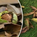 Ką daryti su graikinių riešutų lapais rudenį: naudingi jų panaudojimo būdai Ką daryti su graikinių riešutų lapais rudenį: naudingi jų panaudojimo