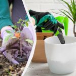 Ką ir kada sodinti: išsamus gruodžio mėnesio sėjos kalendorius sodininkams Ką ir kada sodinti: išsamus gruodžio mėnesio sėjos kalendorius sodininkams