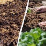 Ką prieš žiemą reikia užkasti darže: gudrybė, kurią žino tik