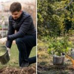 Kada geriausia sodinti medžius: ekspertai pateikė vienareikšmišką atsakymą Kada geriausia sodinti medžius: ekspertai pateikė vienareikšmišką atsakymą