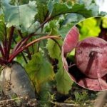 Kada nuimti burokėlių derlių 2025 m.: įvardijami du prinokusios daržovės