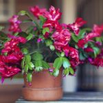 Kaip auginti kalėdinę eglutę: sodininkai atskleidžia 3 paprastus būdus