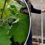 Kaip genėti vynuoges: klaidos, dėl kurių prarandamas derlius Kaip genėti vynuoges: klaidos, dėl kurių prarandamas derlius