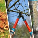 Kaip paruošti sodą žiemai: septynios rudens klaidos, kurios gali sunaikinti augalus Kaip paruošti sodą žiemai: septynios rudens klaidos, kurios gali sunaikinti