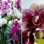 Kaip pasiekti, kad orchidėjos, pelargonijos ir vijokliai žydėtų 365 dienas