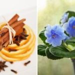 Kaip priversti žydėti net "lazdelę": išbandyta trijų komponentų trąša Kaip priversti žydėti net „lazdelę”: išbandyta trijų komponentų trąša