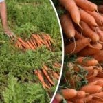 Kaip sužinoti, kada morkos prinokusios – geriausios dienos morkų derliui