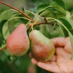 Kaip teisingai genėti kriaušę, kad gautumėte didelį derlių: sodininkų patarimai