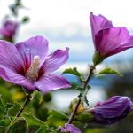 Kaip tinkamai genėti hibiskus, kad krūmas būtų vešlus Kaip tinkamai genėti hibiskus, kad krūmas būtų vešlus