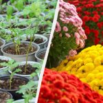 Kaip užauginti visą gėlyną iš vieno chrizantemų krūmo: patikrintas metodas