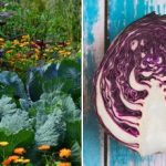 Kodėl kopūstai nuvysta lysvėje: viskas priklauso nuo kaimynų Kodėl kopūstai nuvysta lysvėje: viskas priklauso nuo kaimynų