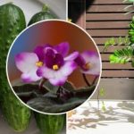 Kodėl parduotuvių gėlės namuose nuvysta: paslaptis slypi maitinime, apie kurį pardavėjai tyli Kodėl parduotuvių gėlės namuose nuvysta: paslaptis slypi maitinime, apie kurį