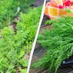 Krapai augs storu kilimu: kaip ir kada juos sodinti žiemą