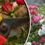 Kuo ir kaip maitinti rožes žiemą: geriausios trąšos ir natūralios priemonės Kuo ir kaip maitinti rožes žiemą: geriausios trąšos ir natūralios