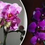 Kur auginti orchidėjas: britų ekspertai įvardijo idealią vietą bute