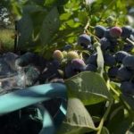 Mėlynės gali atlaikyti bet kokias šalnas: sodininkas atskleidė pagrindines rudens