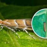 Naujas kenkėjų antplūdis Ukrainoje: grėsmė 80 proc. pasėlių, kaip su ja kovoti Naujas kenkėjų antplūdis Ukrainoje: grėsmė 80 proc. pasėlių, kaip su