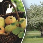 Nereikia pjauti: kaip atjauninti seną obelį Nereikia pjauti: kaip atjauninti seną obelį