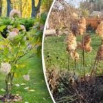 Neteisingas genėjimas "vagia" dydį: kaip genėti hortenziją, kad ji vešliai žydėtų Neteisingas genėjimas „vagia” dydį: kaip genėti hortenziją, kad ji vešliai