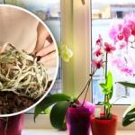 Neužtrunka ilgai: ekspertas parodė veiksmingą orchidėjų persodinimo būdą Neužtrunka ilgai: ekspertas parodė veiksmingą orchidėjų persodinimo būdą