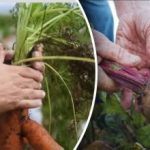 Palankios dienos: kada kasti morkas ir burokėlius pagal Mėnulio kalendorių