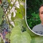 Paprastas triukas geram derliui: sodininkas atskleidė pagrindinį vynuogių priešą Paprastas triukas geram derliui: sodininkas atskleidė pagrindinį vynuogių priešą