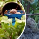 Paprastas veiksmas rugpjūtį: sodininkas pasidalijo, kaip pasigaminti saldžius ir sultingus