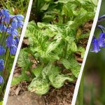 Pavojingi svogūnėliai: 5 augalai, kurių nereikėtų sodinti sode Pavojingi svogūnėliai: 5 augalai, kurių nereikėtų sodinti sode