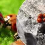 Po skėrių Ukrainą užpuolė naujas kenkėjas Po skėrių Ukrainą užpuolė naujas kenkėjas