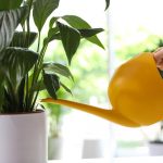 Ramiai auganti lelija nustos gelsti ir atgims vos per kelias