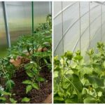 Rekordinis derlius nustebins net kaimynus: kaip greitai sudrėkinti dirvą šiltnamyje