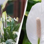 Spathiphyllum gausiai žydės, jei žiemą į vazoną įbersite šio svarbaus