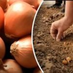 Svogūnai auga kelis kartus geriau: sodininkas atskleidė paprastą sodinimo po žiemos metodą Svogūnai auga kelis kartus geriau: sodininkas atskleidė paprastą sodinimo po