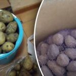 Tobulo laikymo paslaptis: vienas daiktas padės išlaikyti bulves šviežias iki šešių mėnesių Tobulo laikymo paslaptis: vienas daiktas padės išlaikyti bulves šviežias iki